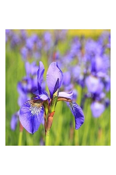 Mimoza Mor Zambak Çiçeği Fidanı 15-25 Cm Süsen