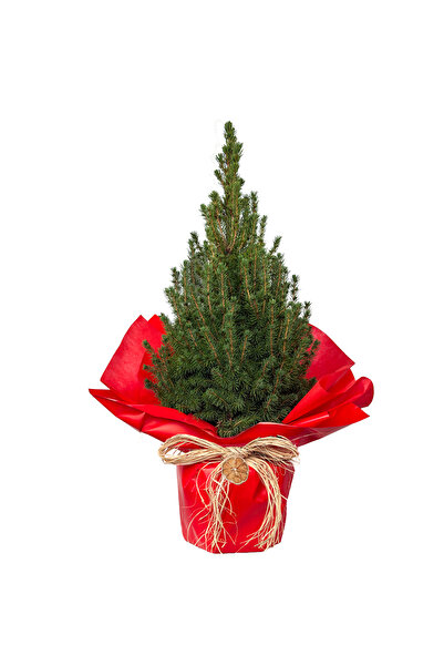 Fidanburada Canlı Yılbaşı Çamı - Konik Ladin Hediye Paketli