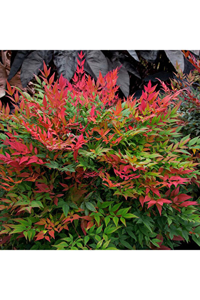YILDIZ BOTANİK Nandina Seika Renk Değiştiren Cennet Bambusu Nandina Obsession Seika 35-40 CM