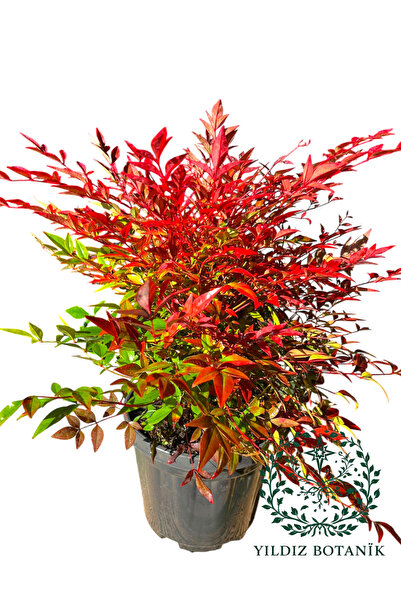 YILDIZ BOTANİK Nandina Seika Renk Değiştiren Cennet Bambusu Nandina Obsession Seika 35-40 CM