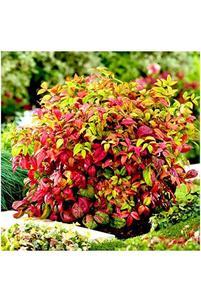 YILDIZ BOTANİK Renk Değiştiren Bodur Cennet Bambusu Çiçeği Nandina Fire Power 15-20 CM 1 ADET