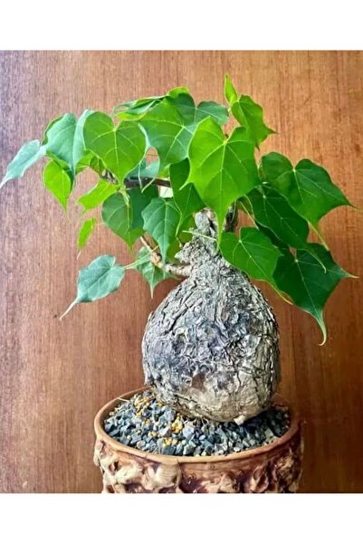 ATLANTE CACTUS Sterculia colorata – Alev Çiçeği Ağacı / Flame Flower Tree