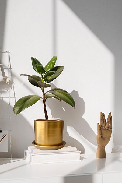 Evdek Tabaklı Altın Silindir Çömlek Saksı 20x18 Cm