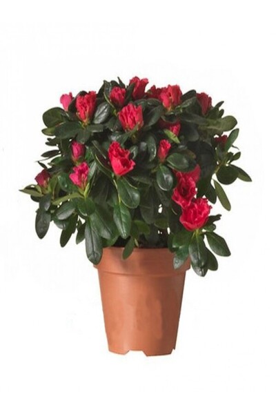 İlkadım Botanik İTHAL BÜYÜK BOY AÇELYA ÇİÇEĞİ P13 KIRMIZI RENK