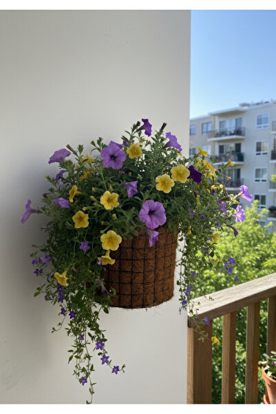 SultanofAura Hindistan Cevizi Lifi Askılı Duvar Saksısı – Kafesli Doğal Bitki...