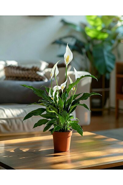 gardenkoala Barış Çiçeği – Spathiphyllum wallisii 13 cm Saksı