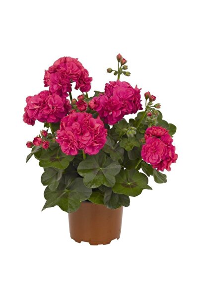 CANBOTANİK Koyu Pembe Renkli Sardunya Çiçeği Fidanı Saksılı