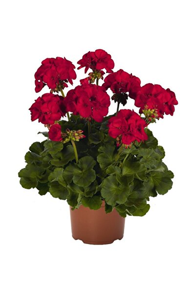 Mimoza Koyu Kırmızı Sardunya Çiçeği Fidanı 10-20 cm