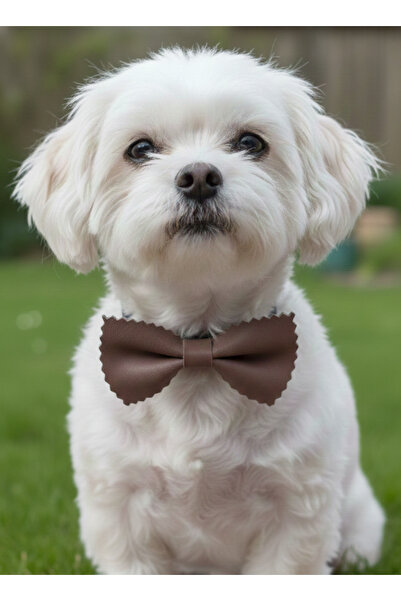 balkonda طوق للكلاب من الجلد الطبيعي مع مشبك قابل للتعديل للسلالات الصغيرة وا...