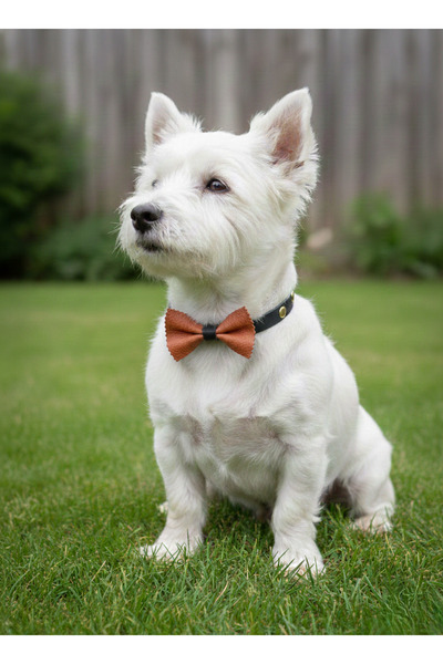 balkonda طوق للكلاب من الجلد الطبيعي مع مشبك قابل للتعديل للسلالات الصغيرة والمتوسطة