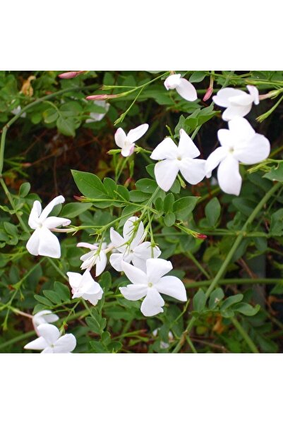 Mimoza Beyaz Çiçekli Yasemin Fidanı 5 Adet 10-20 cm