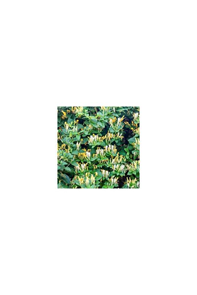 Intense Scented Honeysuckle Seedling 10-20 cm