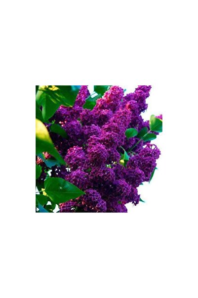 Mimoza Salkım Leylak Fidanı 30-60 cm