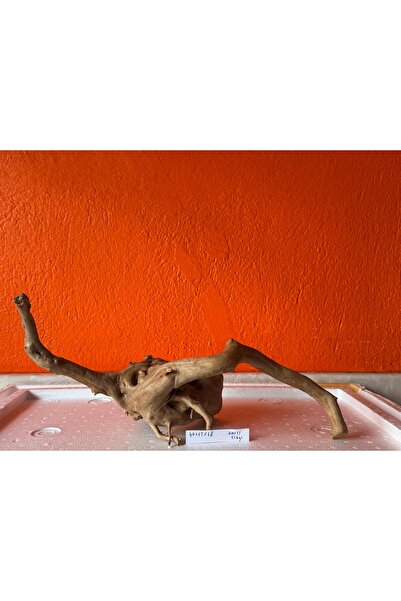 Meç Yati Kökü (No:60011) [40x15x18h]