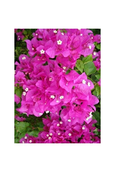 Mimoza Pembe Begonvil Fidanı 10-20 cm