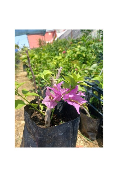 Mimoza Mor Begonvil Fidanı 10-20 cm