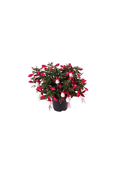 Mimoza Küpeli Çiçeği Fuşya Saksılı 10-20 cm