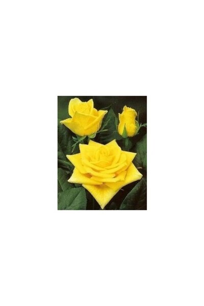 Mimoza Sarı Gül Fidanı Saksıda 10-20 cm