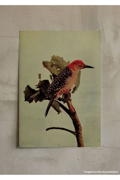 VreauPoster Poster A4 Birds and nature Carton 250gr