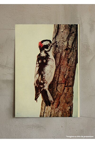 VreauPoster Poster A4 Birds and nature 3 Carton 250gr