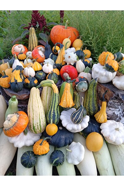ŞAFAK PEYZAJ TOHUMCULUK Büyük Boy Süs Kabağı 1 Adet Tohumdan Yetişme Gerçek K...