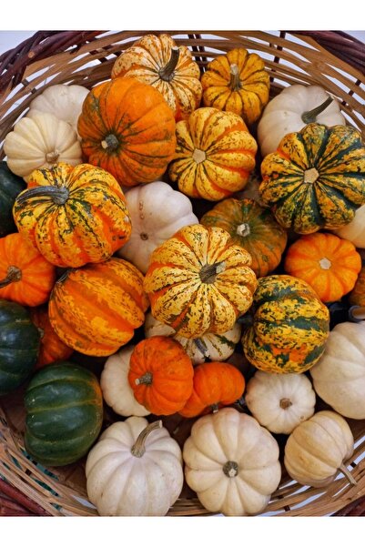 ŞAFAK PEYZAJ TOHUMCULUK Mini Süs Kabağı model 5 Adet Süs Kabağı Tohumdan Yetişme Dekoratif Kullanım🎃RESİMLER GÖRSELDİR