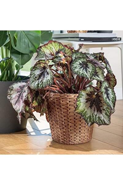 TEZPAZAR Fridfull Hasır Saksı Yükseklik 25 Cm El Yapımı Rattan Doğal Bitki Çi...