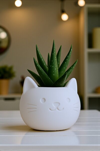 ceatly Kedi Figürlü Plastik Mini Saksı ve Aloe Sukulent Dekoru – Sevimli Masa...