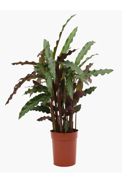 İlkadım Botanik Calathea Rufibarba Dua Çiçeği İthal Yeşil Mor yapraklı