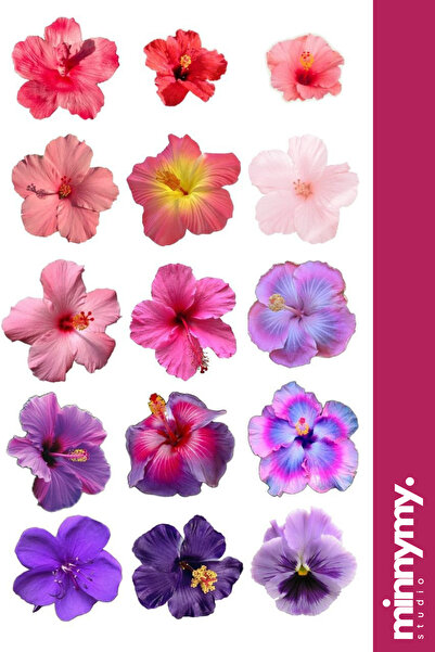 Minnymy Flower Collection Sticker, Çıkartma, Ajanda, Günlük, Planlayıcı, Bull...