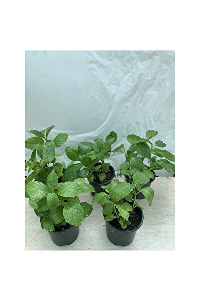 Mimoza Ortanca Çiçeği Fidanı Fidesi 5 Adet 10-20 cm