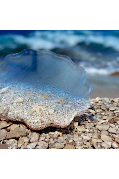 Celestia حامل أكواب بتصميم صدفة البحر