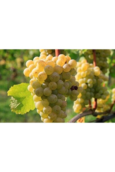 Ecotera Grapevine - Riesling de Rhin