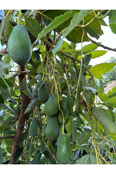 Store Alanya Avokadosu 1 adet fuerte cinsi(250Gr üstü)