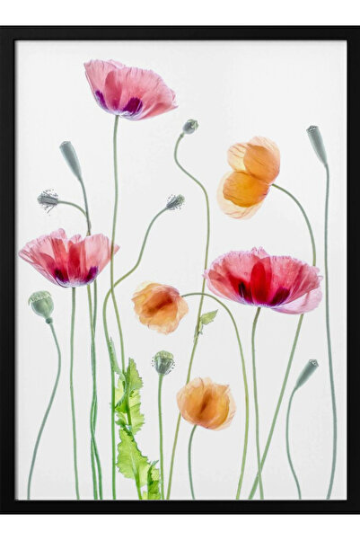Tablouri Decor Πίνακας σε κορνίζα «Παπαρούνες» της Mandy Disher