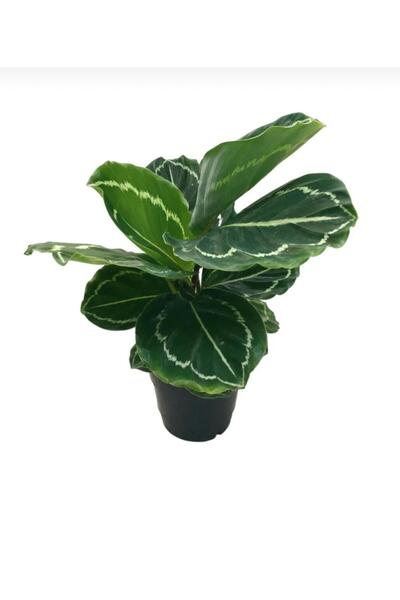 E&F BLOOMERY FLOWERS Salon Bitkisi Dua Çiçeği Calathea Roseopicta Medillion O...