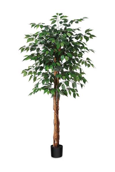 Essentials 360 شجرة فيكس اصطناعية، ارتفاعها 160 سم، مع طحلب وأصيص