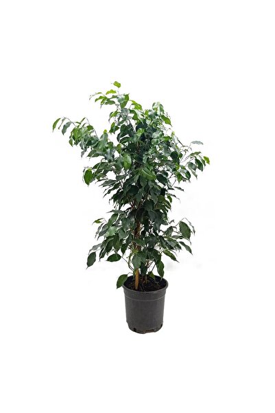 gardenkoala Ficus Benjamin – Ficus benjamina ‘Danielle' – 19 cm Saksı