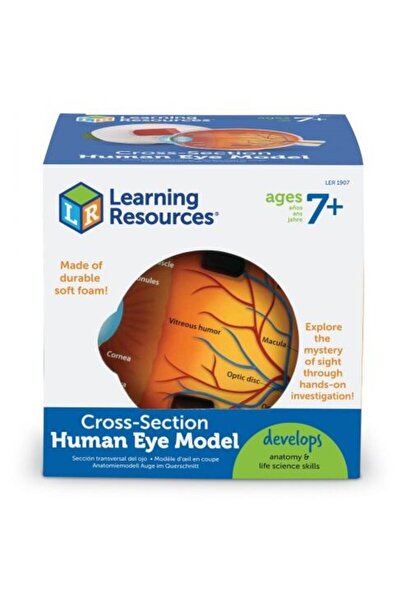 Learning Resources Section model - Eye