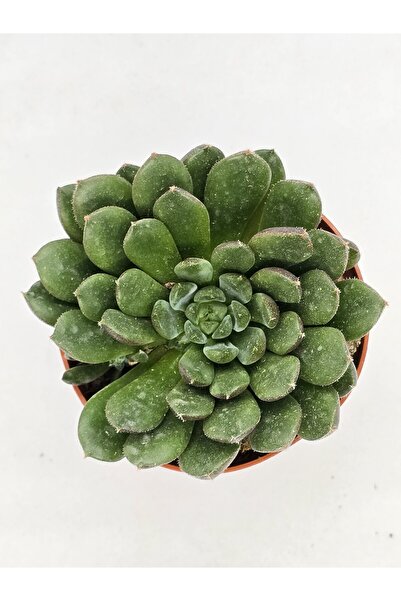 DOĞA BAHÇESİ Echeveria Scorpio İthal Koleksiyonluk Tür Sukulent 8.5cm Saksılı