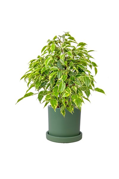 Fidanburada Benjamin Mini (Ficus Benjamina Starlight) Ruby Yeşil Saksılı