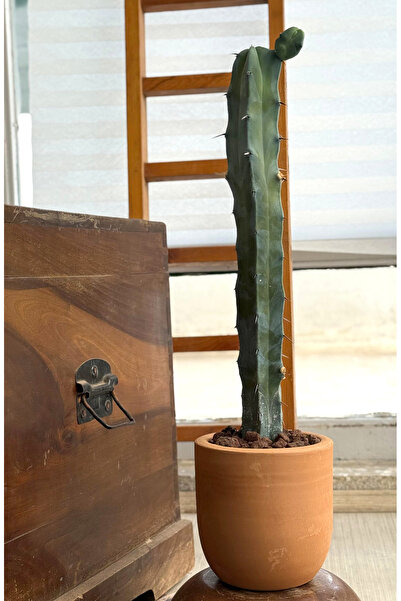 Le Bitki Atölyesi Myrtillocactus Blue Geometrizans Sütun Kaktüs El Yapımı Çöm...