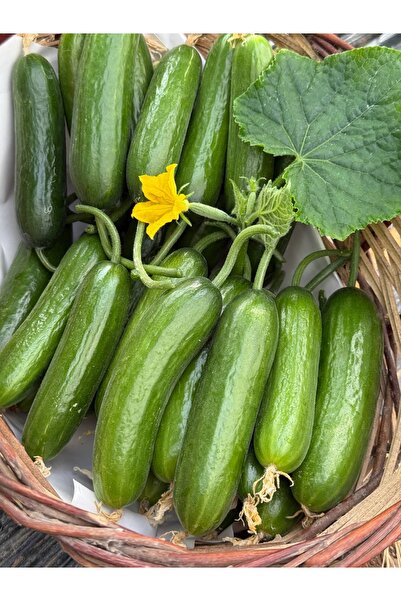 Granbusa Taze Badem Salatalık 2kg (Çengelköy Silor)