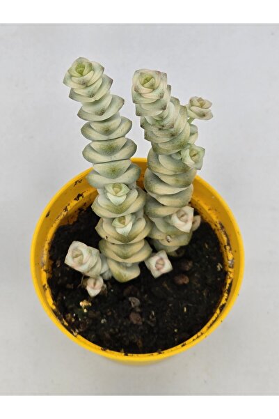 DOĞA BAHÇESİ Crassula Marnieriana Variegata Uzak Doğu İthal Nadir Tür Sukulen...