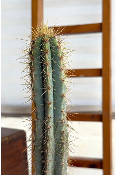 Le Bitki Atölyesi Pilosocereus Azureus Blue Sütun Kaktüs Koleksiyonluk El Yap...