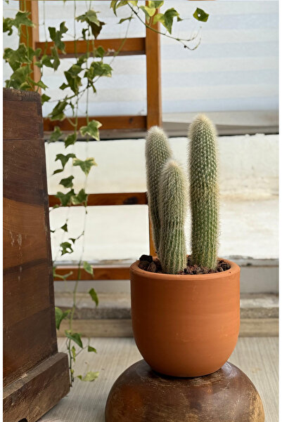 Le Bitki Atölyesi Cleistocactus Straussii Üçlü Sütun Kaktüs Dekoratif El Yapı...