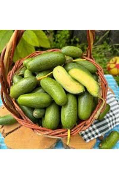 Hamile Marketim bebek avokado günlük hasat (500gr)