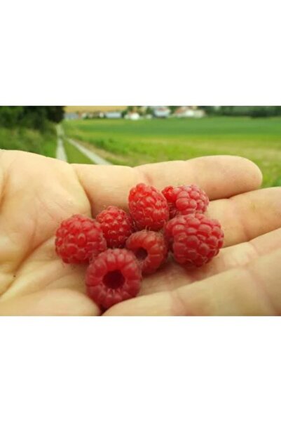 Fidan & Peyzaj - Yediveren (Yerli) Ahududu Fidanı (Açık Kök)