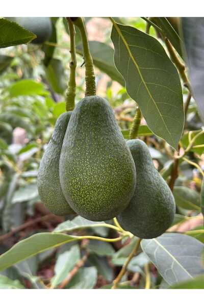 HAS ORGANİK 1 Kg Avokado