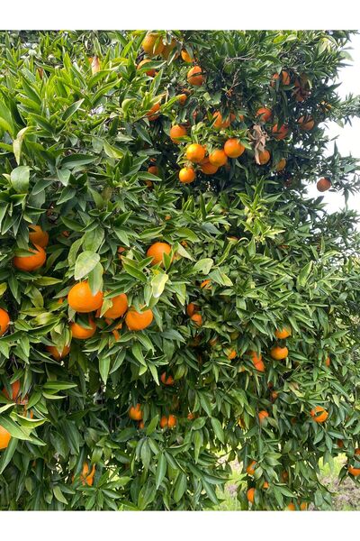 YAŞOĞLU TARIM KÖYCEĞİZ KLEMENTİN MANDALİNA